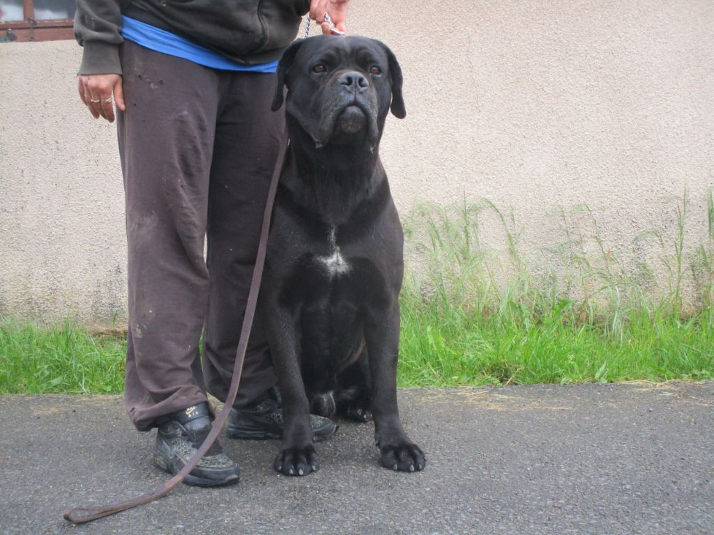 Junior le terrible fatal brutus jr Des Deesses Du Temple