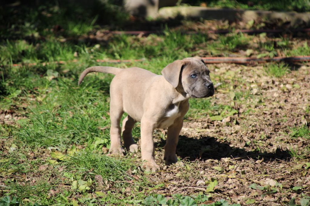 Des Gardiens Du Livradois - Chiot disponible  - Cane Corso