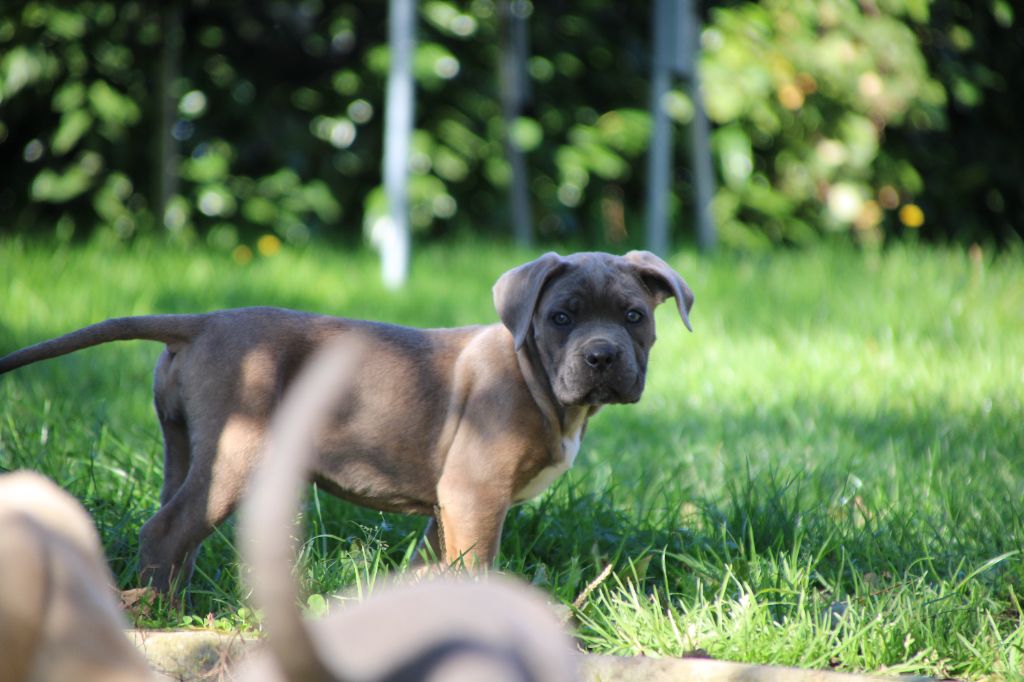 Des Gardiens Du Livradois - Chiot disponible  - Cane Corso