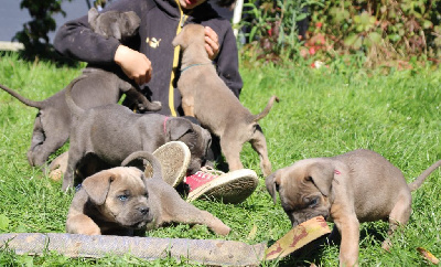 Des Gardiens Du Livradois - Cane Corso - Portée née le 13/08/2024